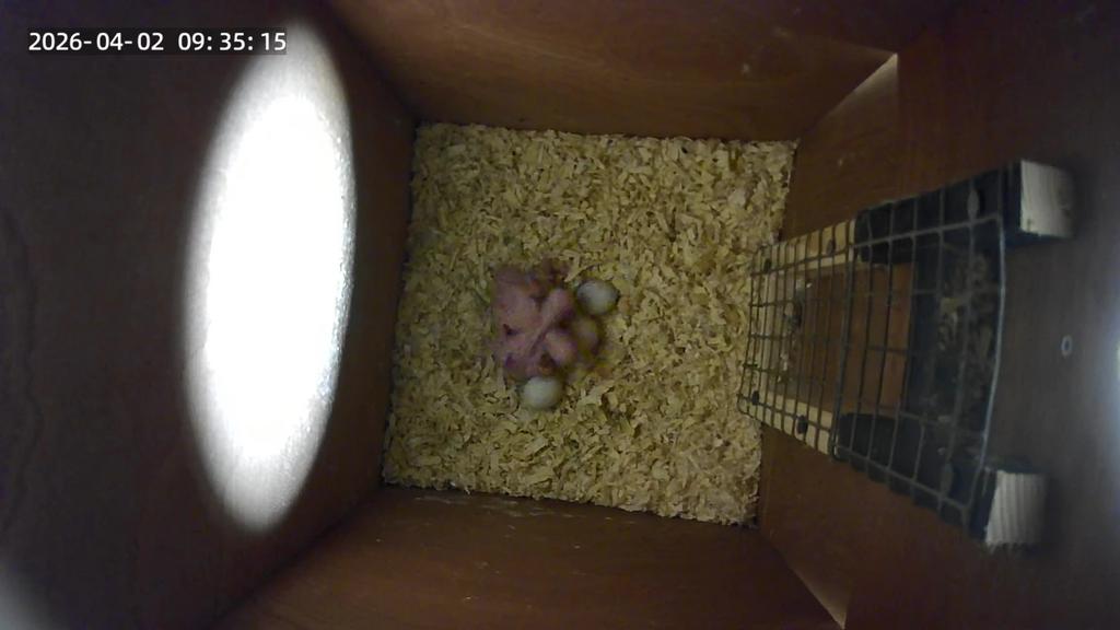 Jonge halsband parkieten., Dieren en Toebehoren, Vogels | Parkieten en Papegaaien, Meerdere dieren, Parkiet