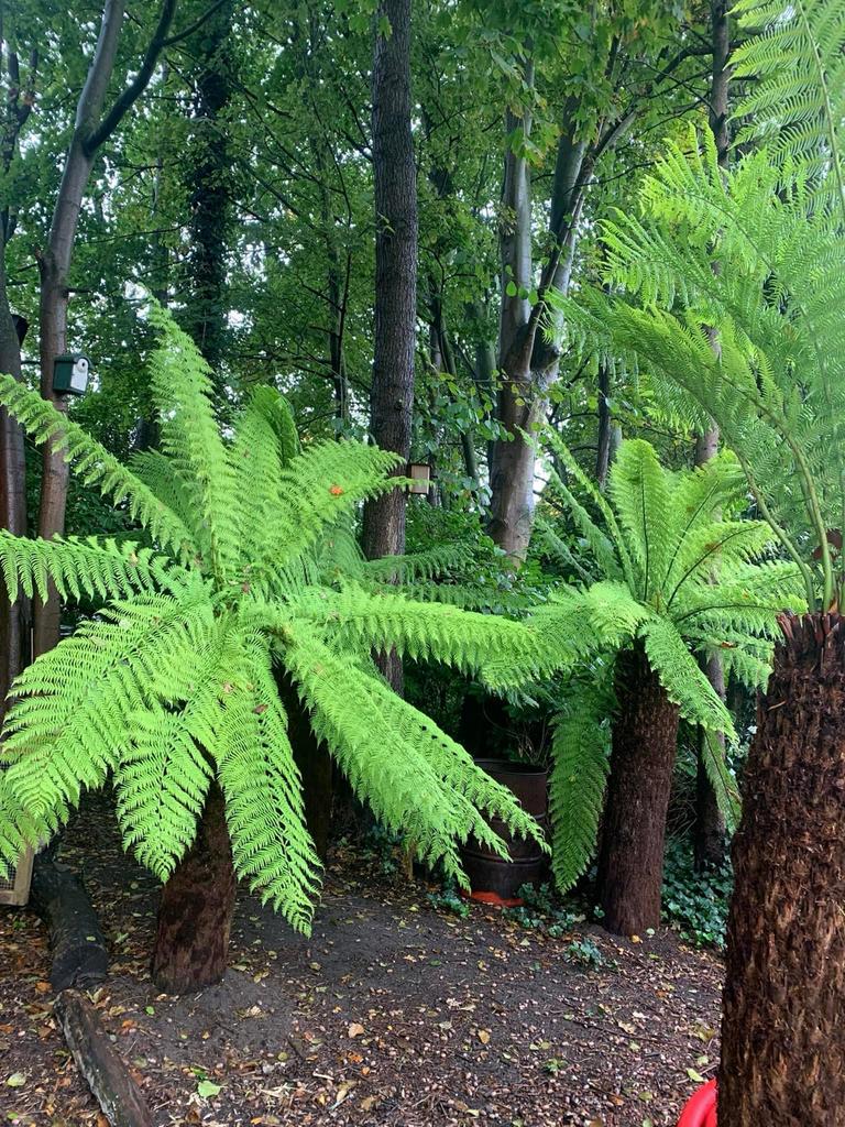 Dicksonia Antarctica Boomvaren - Diverse Stammaten, In pot, Bloeit niet, Halfschaduw, 100 tot 250 cm