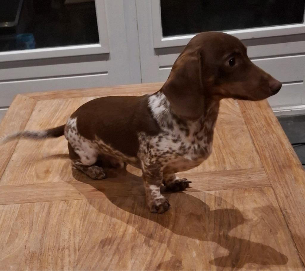 Mooie choco tan piebald teckel dekreu, Dieren en Toebehoren, Reu, 1 tot 2 jaar, Parvo, Eén hond
