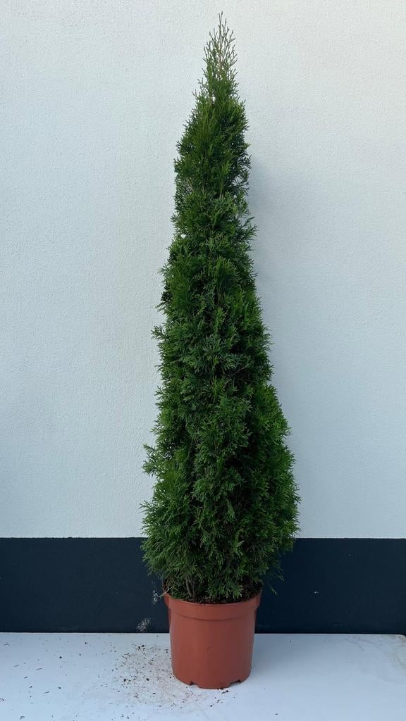 Coniferen Smaragd, Kegel, Bol - Prachtige Tuinplanten, Tuin en Terras, Volle zon, Bloeit niet, 100 tot 250 cm, Overige soorten