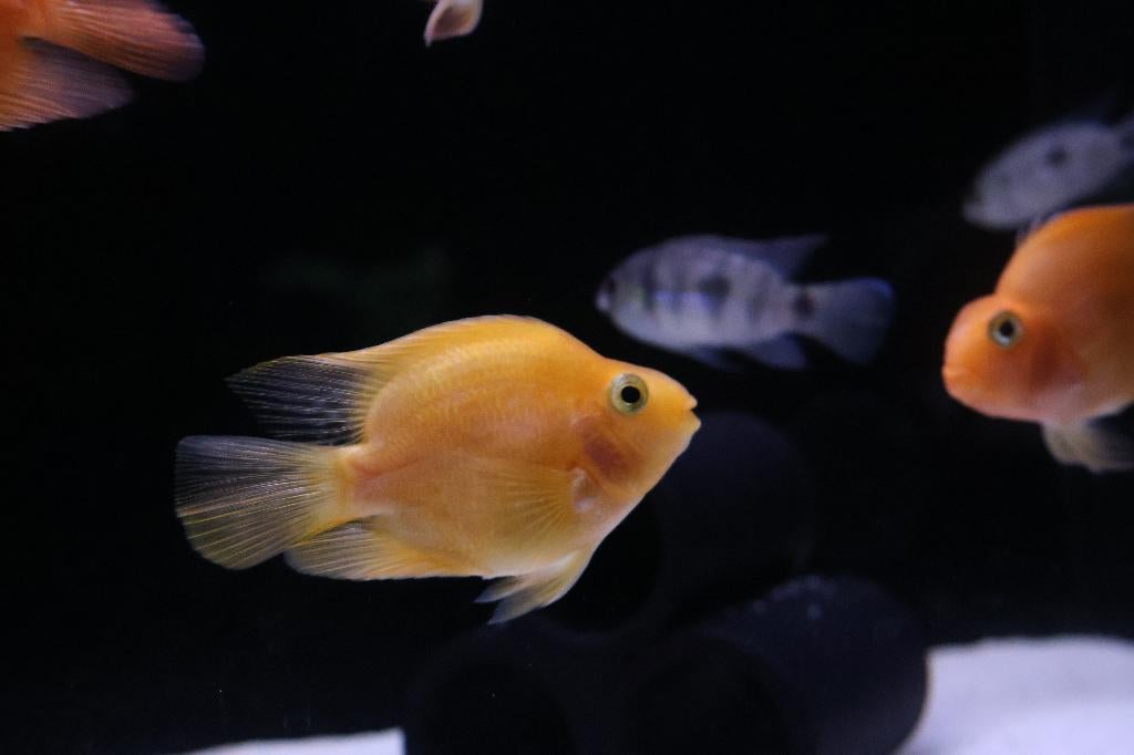 Papegaai Cichlide, Dieren en Toebehoren, Vissen | Aquariumvissen, Vis, Zoetwatervis