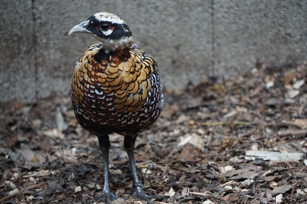 Koningsfazanten | Sierlijke fazant met lange staart!, Dieren en Toebehoren, Mannelijk, Overige soorten
