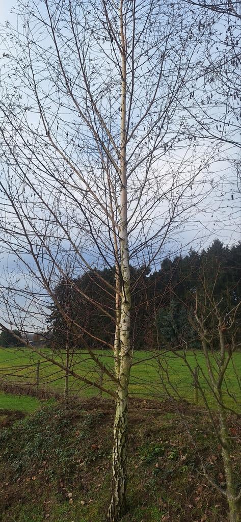 Berkenboom witte berk 2 stuks, Ophalen, Bloeit niet, Volle zon, Overige soorten