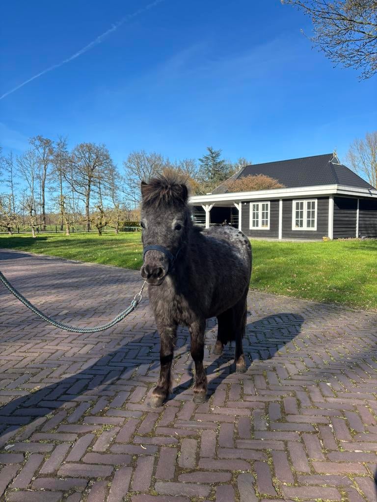 Mooie merrie te koop, Merrie, A pony (tot 1.17m), 0 tot 2 jaar