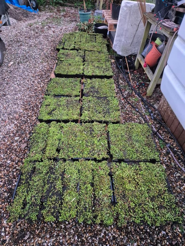 Sedumdak restpartij, Tuin en Terras, Ophalen, Volle zon, Overige soorten