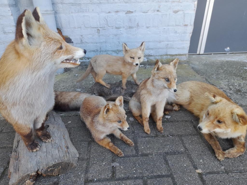 Taxidermie vos, Ophalen of Verzenden, Gebruikt, Wild dier, Opgezet dier
