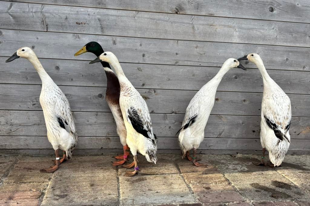 Indische Loopeend broedeieren in de kleurgroep Mees, Geslacht onbekend, Eend