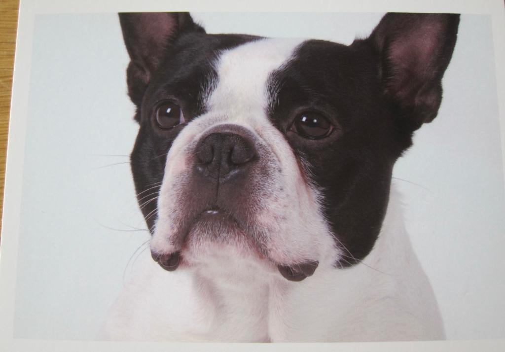 Boston terrier op nieuwe ansichtkaart, Verzenden, 1980 tot heden, Ongelopen, Hond of Kat