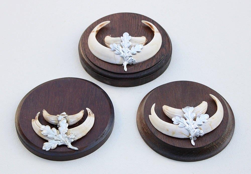 3 x schild tanden EVERZWIJN / WILD ZWIJN - set N, Ophalen of Verzenden, Gebruikt, Wild dier, Overige typen