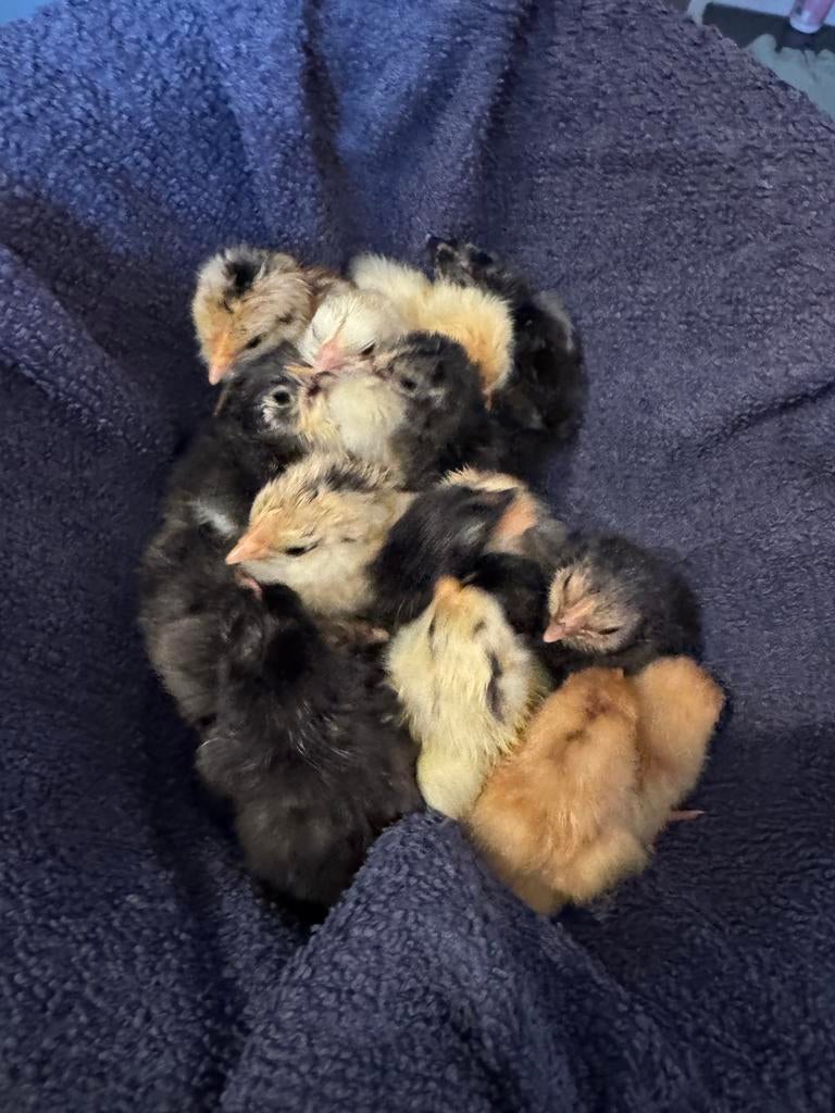 Prachtige kuikens Chabo/Japanse kriel, Dieren en Toebehoren, Geslacht onbekend, Kip