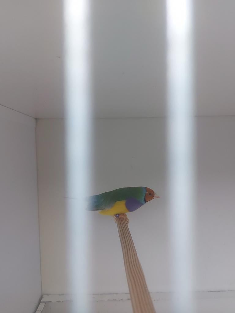 Volledig vogelbestand Goulamadines te koop circa 48 TT, Meerdere dieren, Tropenvogel, Geringd