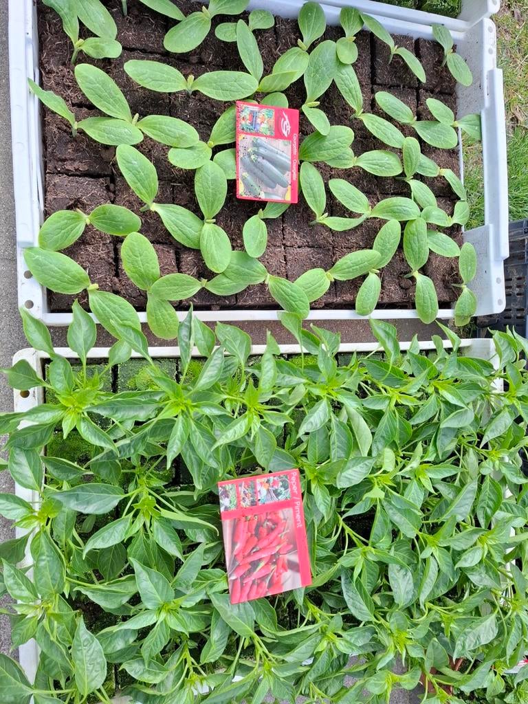Peper, courget, meloen, paprika en cherrytomaten planten, Tuin en Terras, Planten | Tuinplanten, Ophalen, Eenjarig, Groenteplanten