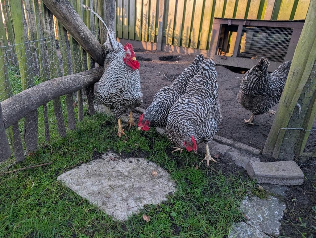 Amrock groot broedeieren, Dieren en Toebehoren, Pluimvee, Kip, Geslacht onbekend