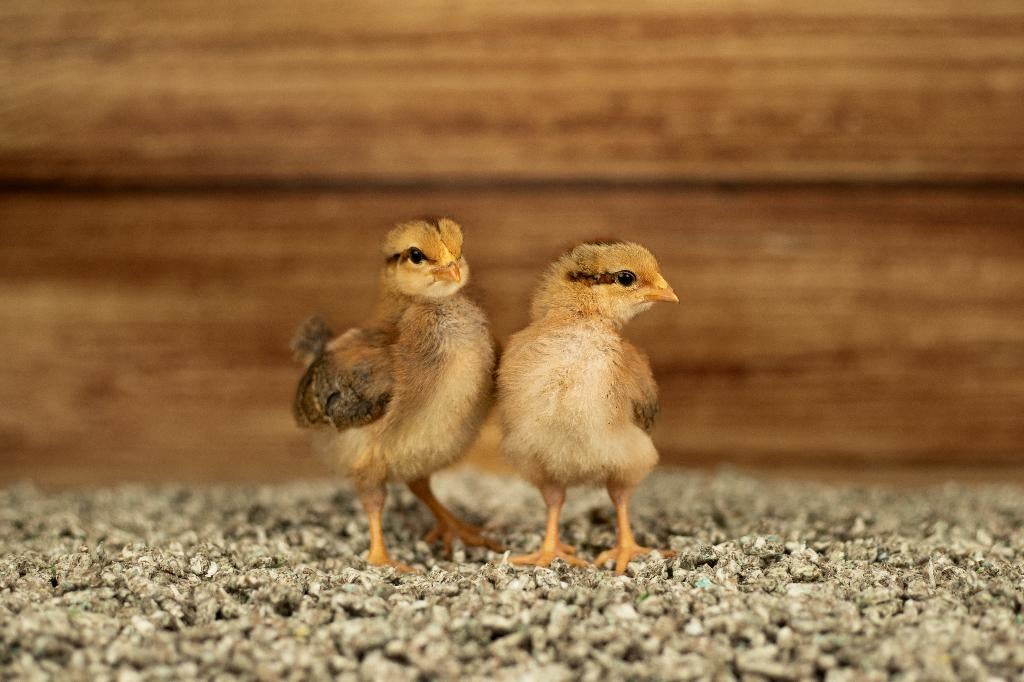 Welsumer groot kippenkuikens | Gesekst en Ingeënt, Vrouwelijk, Kip