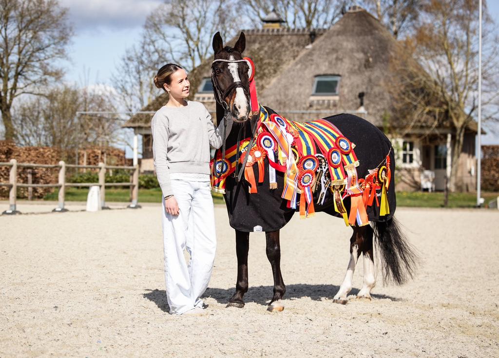 Prachtige brave C kampioenspony Z dressuur, Dieren en Toebehoren, Pony's, Ruin, Dressuurpony, C pony (1.27m tot 1.37m), 11 jaar of ouder
