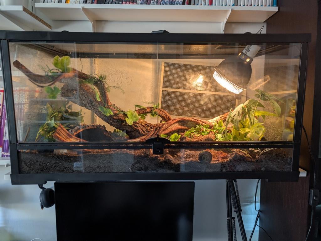Python Regius + Terrarium! Ball Python - unknown for sale from Anon