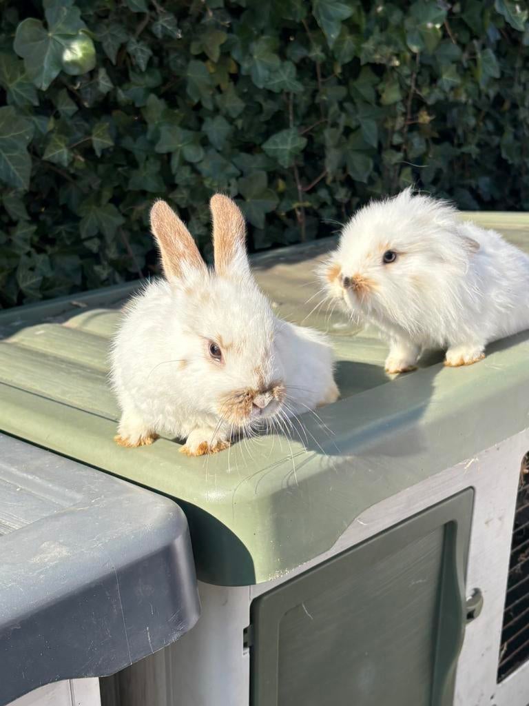 Leuke konijntjes, Dieren en Toebehoren, Geslacht onbekend, Middelgroot, 0 tot 2 jaar