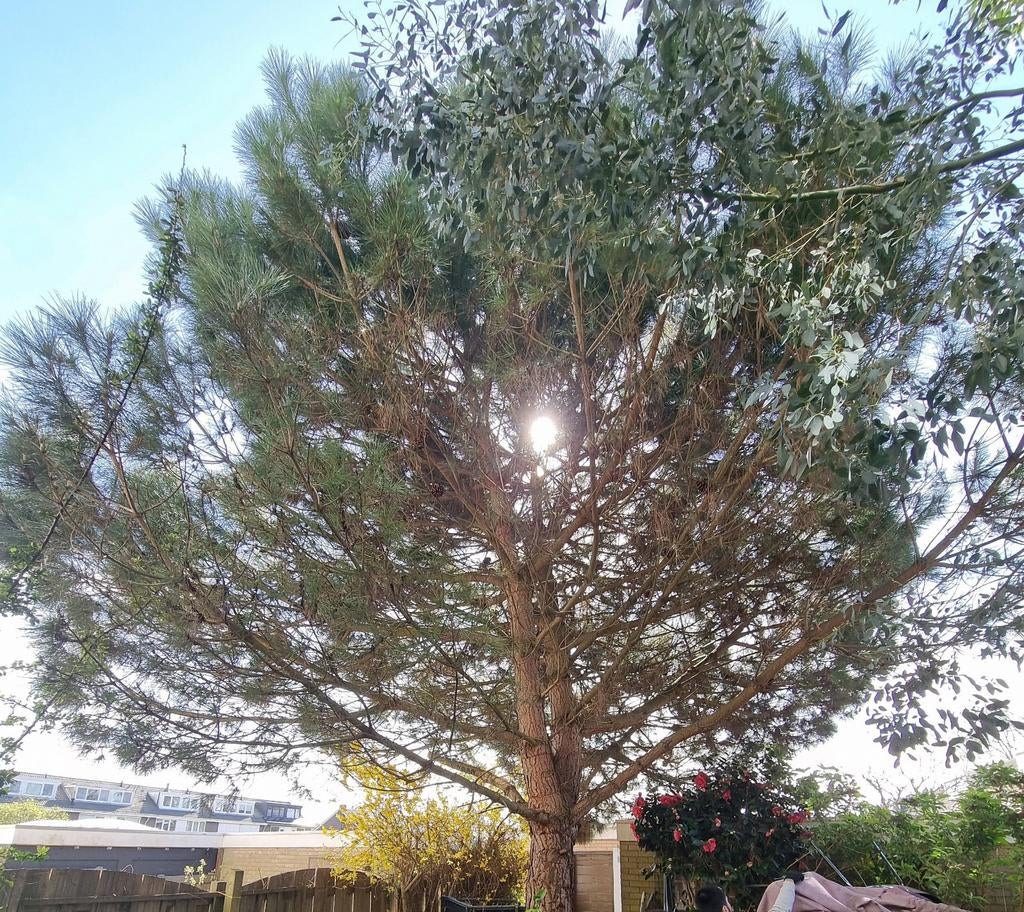 2 gratis bommen, Tuin en Terras, Planten | Bomen, Ophalen of Verzenden, Volle zon, Overige soorten