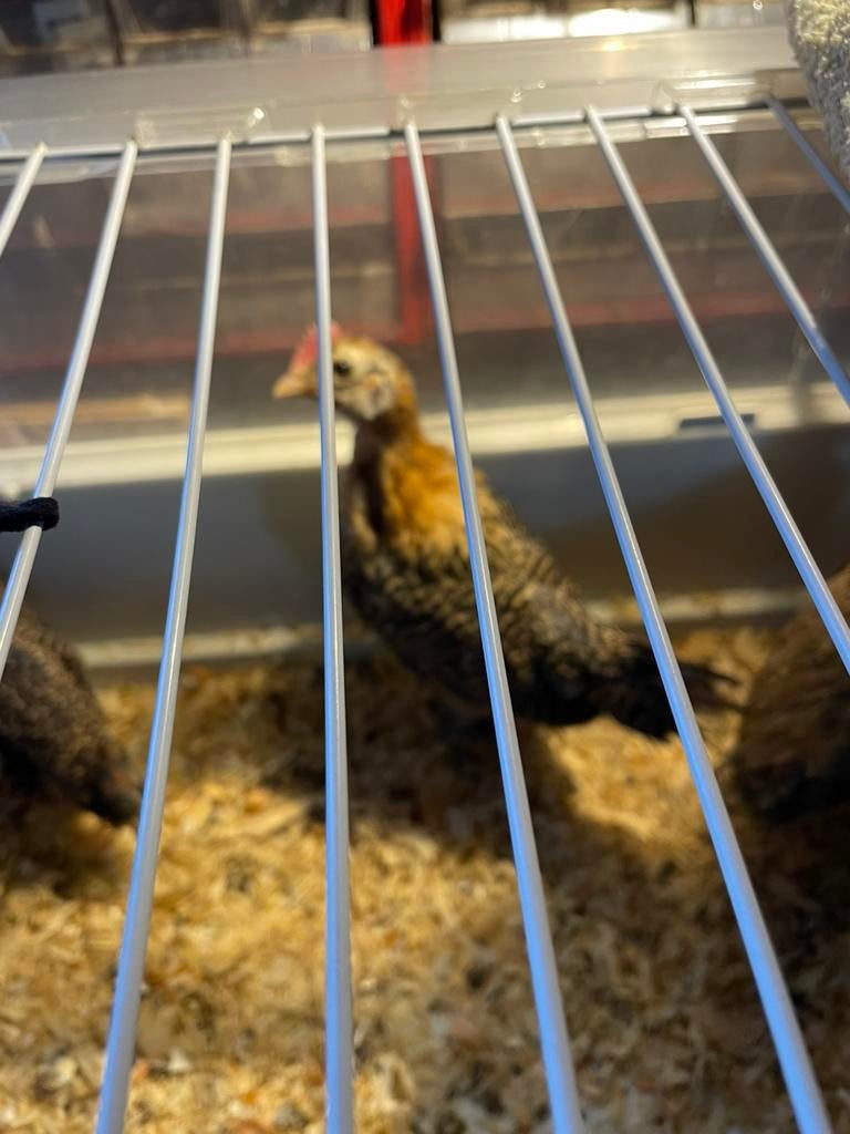 Friese hoen goudpel haan (4 weken), Dieren en Toebehoren, Mannelijk, Kleurkanarie