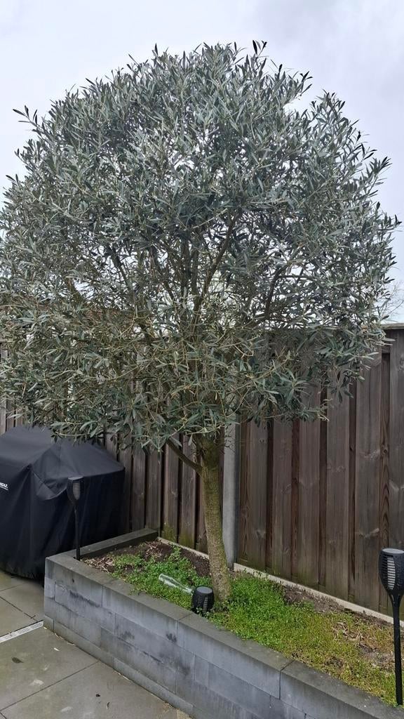 Grote Olijfboom - Minimaal 7 jaar oud, Tuin en Terras, 100 tot 250 cm, Olijfboom, Zomer, Ophalen