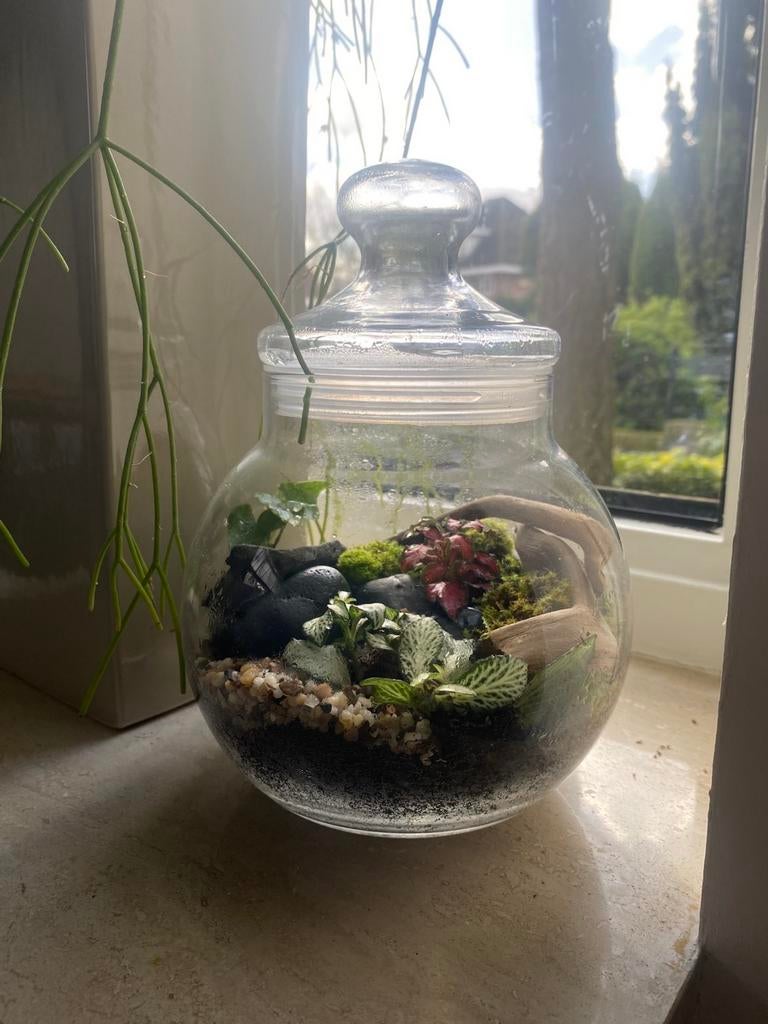 Terranium, Minder dan 50 cm, Nieuw, Ophalen of Verzenden, Minder dan 25 cm
