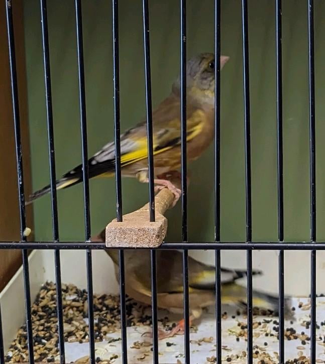 Chinese groenling, Chinese groenvinken, Meerdere dieren