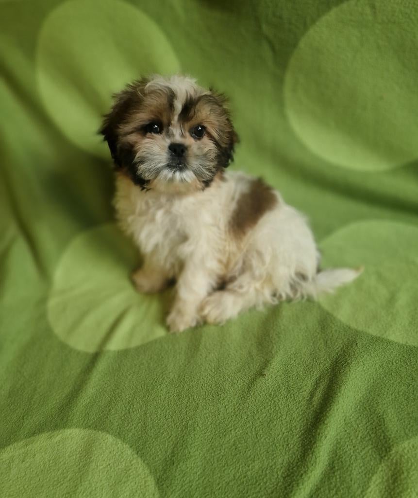 Shih tzu, Parvo, 8 tot 15 weken, Meerdere, Nederland