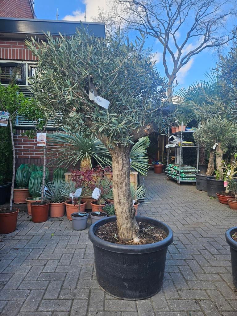 Diverse olijfbomen grillige en dikke stam vanaf 115,- tm 550