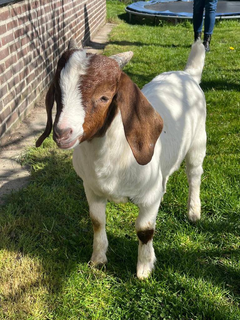 Raszuivere boerbok, Dieren en Toebehoren, Schapen, Geiten en Varkens, Mannelijk, Geit, 0 tot 2 jaar