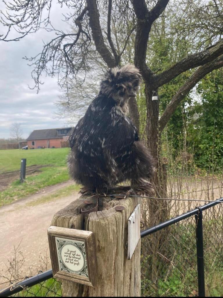 Broedeieren USA zijdehoen met prachtige kuif, Geslacht onbekend, Kip