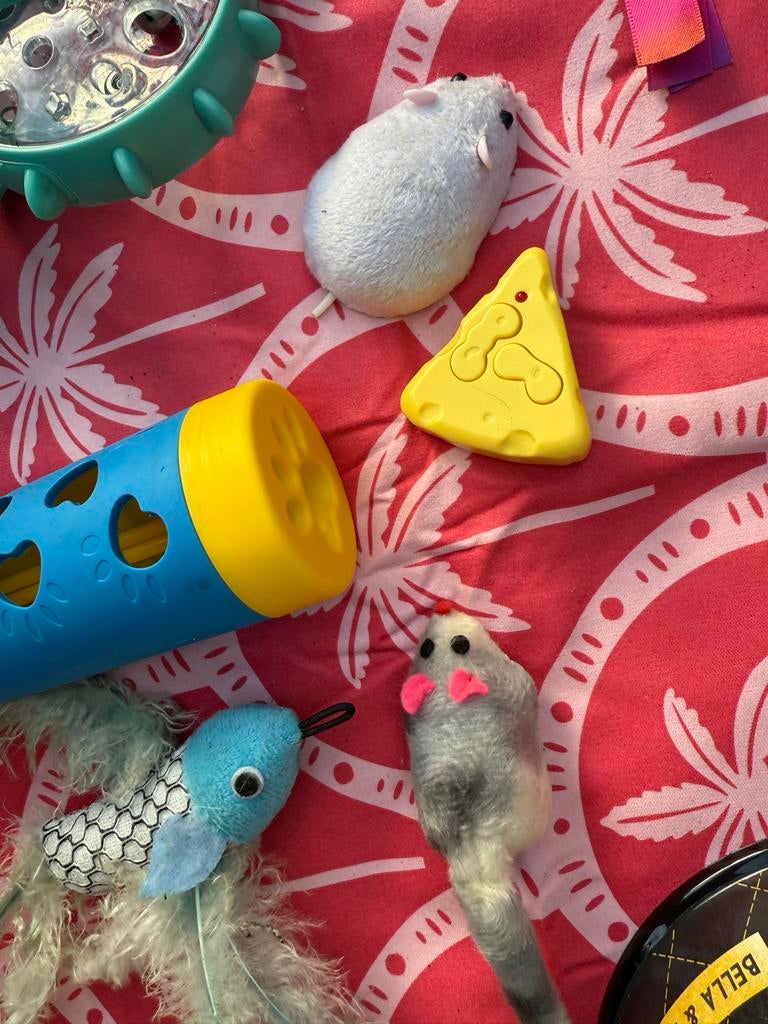 GRATIS katten benodigdheden, & speelgoed, Dieren en Toebehoren, Katten-accessoires, Gebruikt, Ophalen of Verzenden