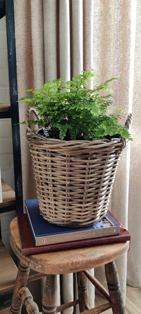 Grote landelijke rotan plantenmand met handvaten., Ophalen of Verzenden, Zo goed als nieuw, Bruin, Landelijk