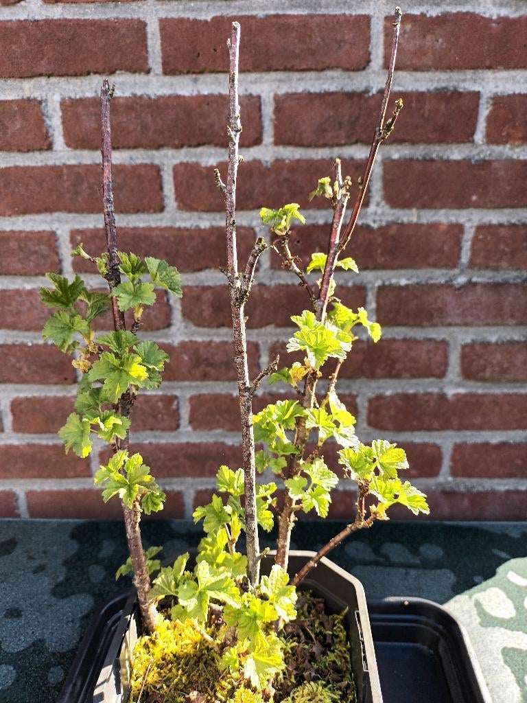Aalbesstruik, Tuin en Terras, Ophalen, Overige soorten, Struik, Minder dan 100 cm