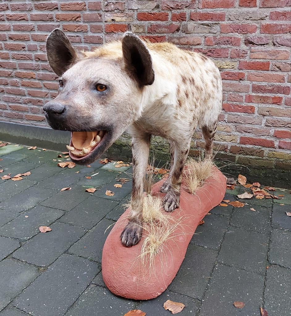 Opgezette hyena taxidermy opgezet afrika schedel curiosa, Ophalen, Wild dier, Opgezet dier