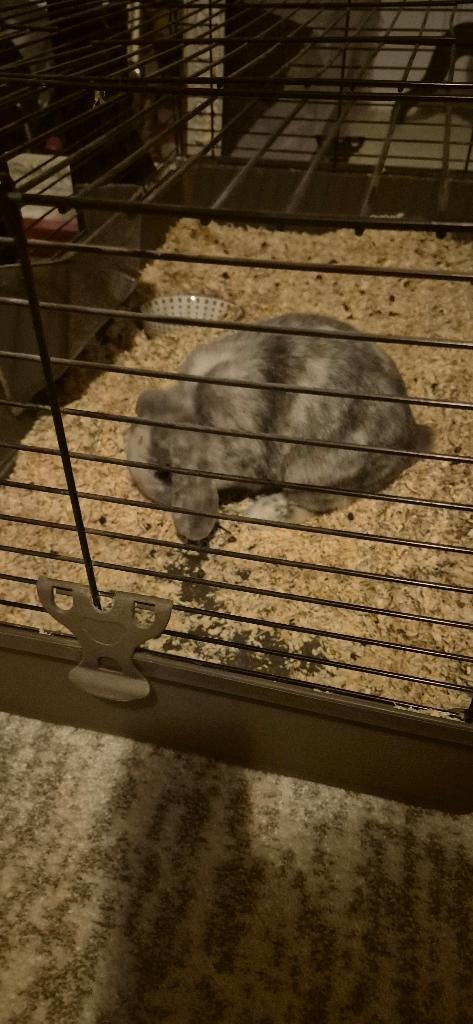 Konijn met kooi, Dieren en Toebehoren, Kooi, Minder dan 75 cm, Zo goed als nieuw, Konijn