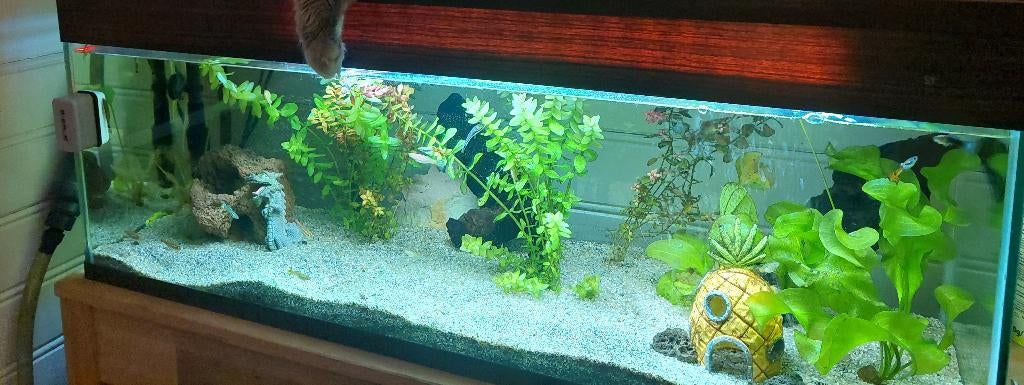 Aquarium 90L30B40H - Volledig met toebehoren, geen vissen, Ophalen, Inclusief deksel, Gebruikt, Leeg aquarium