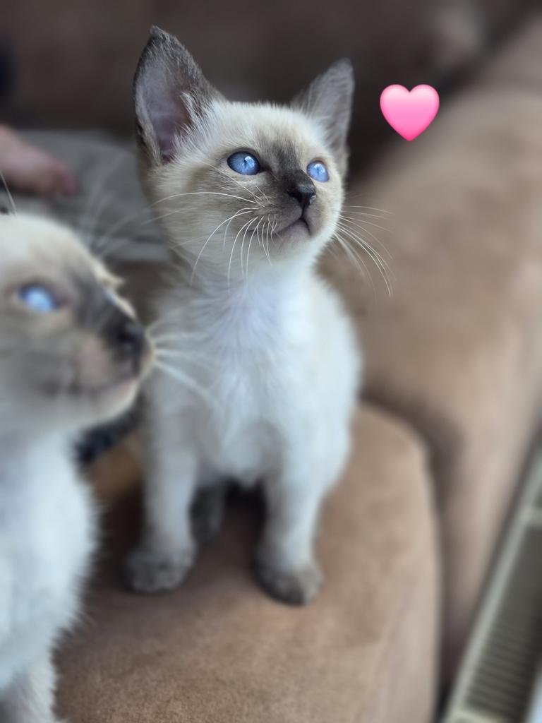 Prachtige siamese kittens te koop, Meerdere dieren