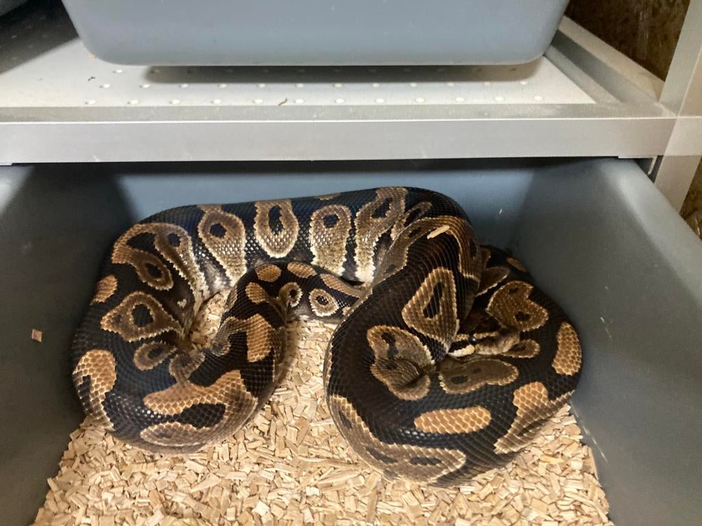 Asphalt het clown kweekman top lijn !! Ball Python - unknown for sale from Clabots Christophe