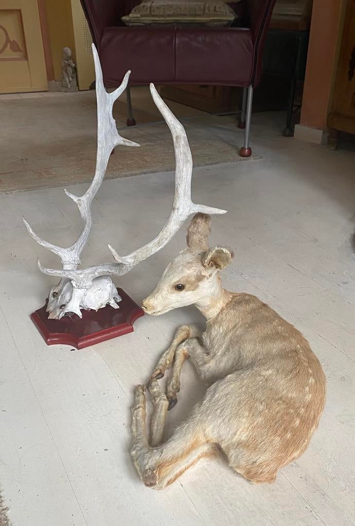 Reebokje + gewei, Ophalen of Verzenden, Zo goed als nieuw, Hert, Gewei of Kop