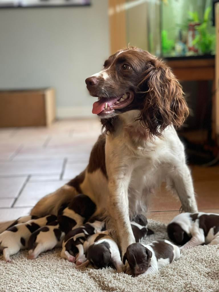 Engelse Springer Spaniël pups, Dieren en Toebehoren, Honden | Retrievers, Spaniëls en Waterhonden, Parvo, 8 tot 15 weken, Meerdere