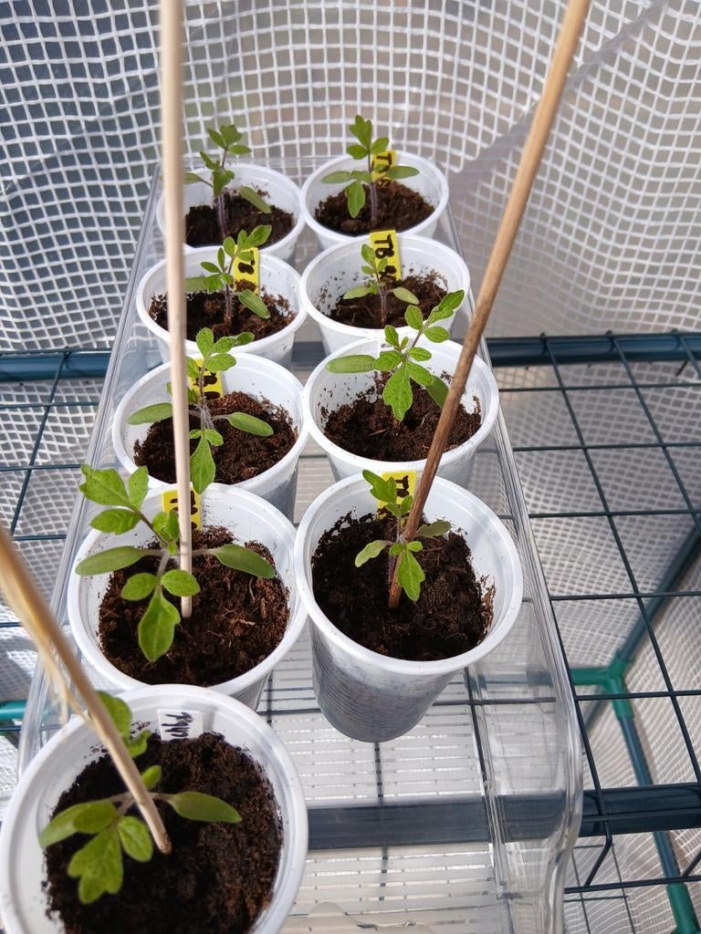 Biologische tomaat Black Ball plantjes, Tuin en Terras, Planten | Tuinplanten, Ophalen, Volle zon, Groenteplanten, Eenjarig