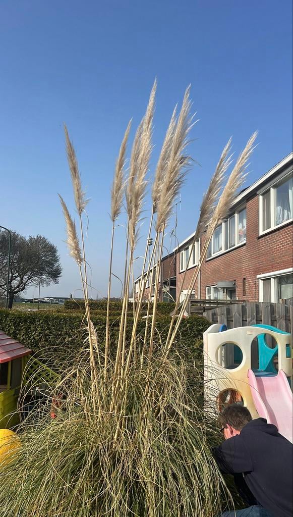 Pampas pluimen ter decoratie, Tuin en Terras, Ophalen, Volle zon, Vaste plant, Siergrassen
