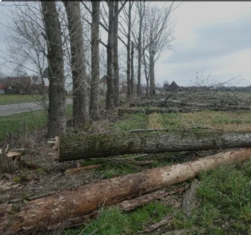Bomen/haardhout gezocht, Tuin en Terras, Haardhout, Stammen, 6 m³ of meer, Ophalen of Verzenden