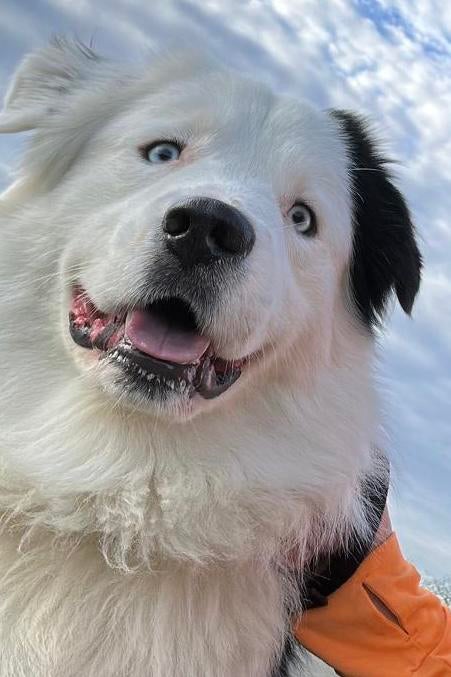 Australische herder dekreu, Dieren en Toebehoren, Honden | Herdershonden en Veedrijvers, Reu, 1 tot 2 jaar, Parvo, Eén hond