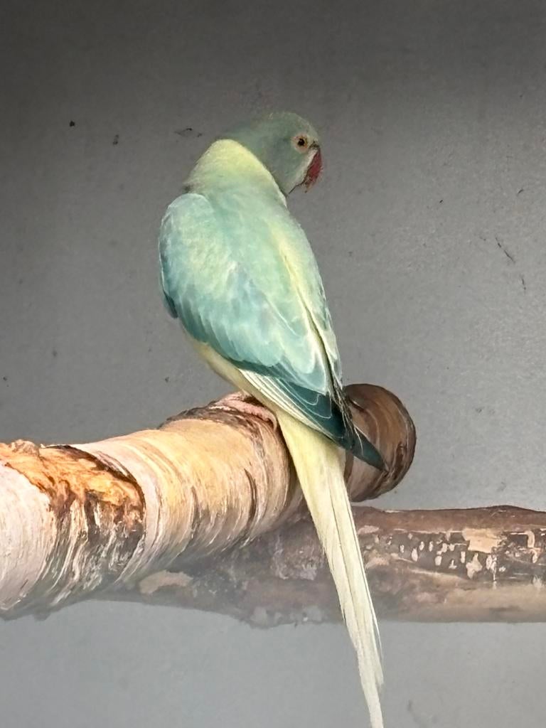 Halsbanden Aqua opaline bleekstaarten 2025, Dieren en Toebehoren, Vogels | Parkieten en Papegaaien, Meerdere dieren, Parkiet, Geringd