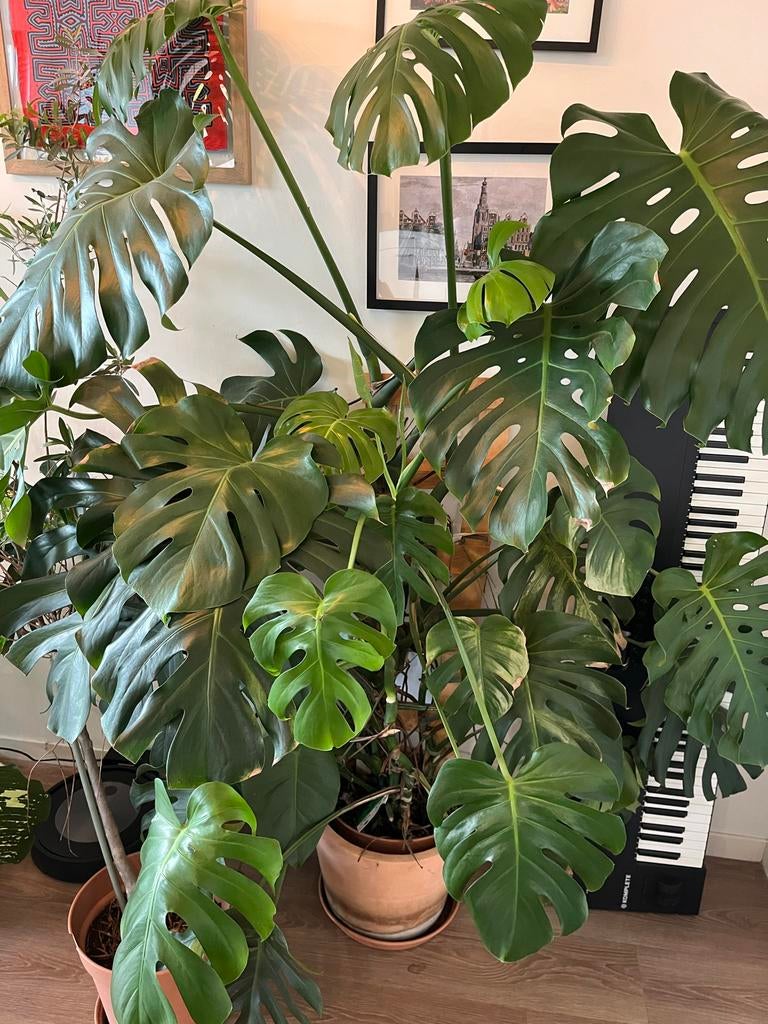 Monstera Deliciosa met houten klimrek, Huis en Inrichting, Kamerplanten, Ophalen, 100 tot 150 cm, Overige soorten, Halfschaduw