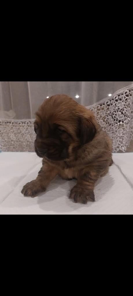 owczarek mongolski, Fokker | Hobbymatig, Reu, 8 tot 15 weken, Buitenland