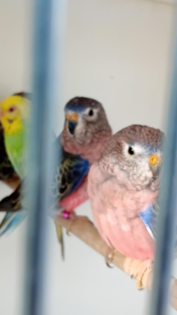 1 koppel bourkesparkieten, bourkes, Dieren en Toebehoren, Vogels | Parkieten en Papegaaien, Meerdere dieren, Parkiet, Geringd