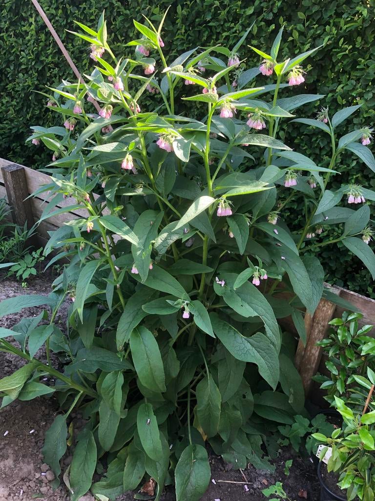 Russische smeerwortel - Vaste plant- xxl en small, Tuin en Terras, Planten | Tuinplanten, Volle zon, Vaste plant, Zomer, Ophalen
