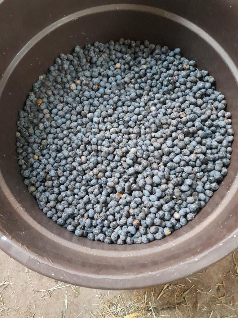 Zaden pamboom Trachycarpus Wagnerianus, Ophalen of Verzenden, Nieuw, Split